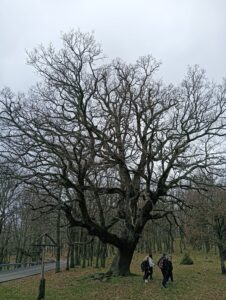 alberi monumentali gargano